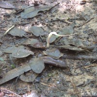 Cryptocoryne alba de Wit