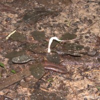 Cryptocoryne alba de Wit