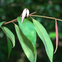 Cleistanthus ferrugineus (Thwaites) Müll.Arg.