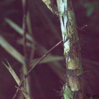 Calamus thwaitesii Becc.