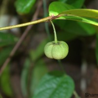 Actephila excelsa (Dalzell) Müll.Arg.