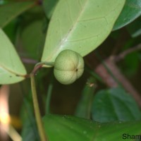 Actephila excelsa (Dalzell) Müll.Arg.