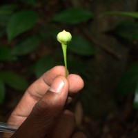 Actephila excelsa (Dalzell) Müll.Arg.