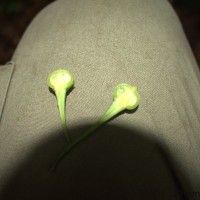 Actephila excelsa (Dalzell) Müll.Arg.