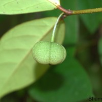 <i>Actephila excelsa</i> (Dalzell) M  ll.Arg.