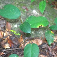 Ficus laevis Blume