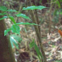 Archidendron bigeminum (L.) I.C.Nielsen