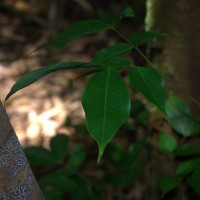 Archidendron bigeminum (L.) I.C.Nielsen