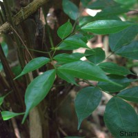 Archidendron bigeminum (L.) I.C.Nielsen
