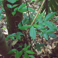 Archidendron bigeminum (L.) I.C.Nielsen