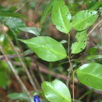 Scolopia pusilla Willd.