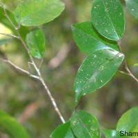 Scolopia pusilla Willd.
