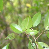Scolopia pusilla Willd.
