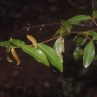 Ochna lanceolata Spreng.