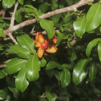 Ochna lanceolata Spreng.